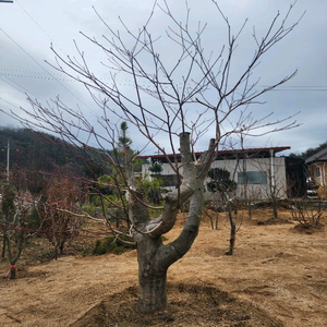고목 층층나무 팝니다.