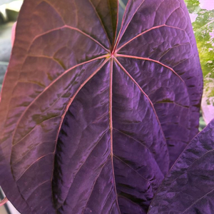 안스리움 (에오스x드레스러리) X 레드크리스탈리넘 테줄라