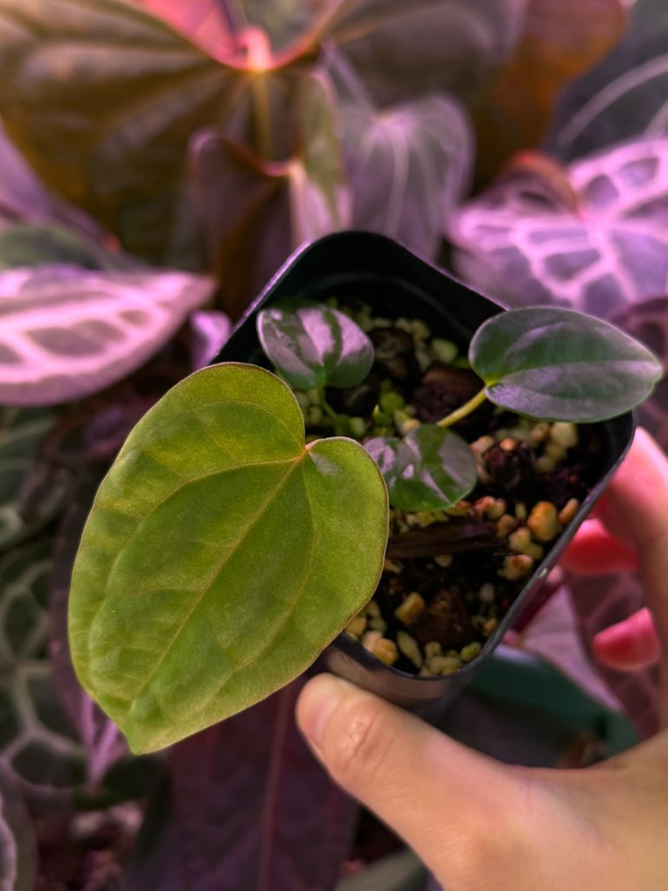 안스리움 (에오스x드레스러리) X 레드크리스탈리넘 테줄라--5