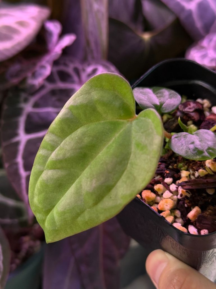 안스리움 (에오스x드레스러리) X 레드크리스탈리넘 테줄라--6