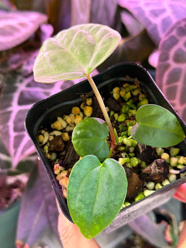 안스리움 (에오스x드레스러리) X 레드크리스탈리넘 테줄라--7