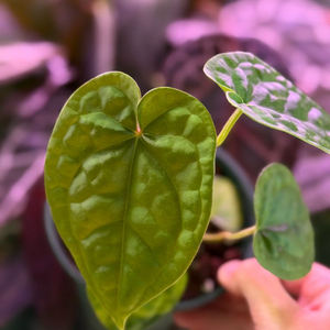 안스리움 skg x 럭셔리안스