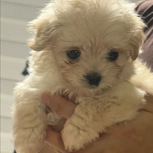 제주도 숨 게스트하우스 12/15 숙박권 양도합니다 이미지