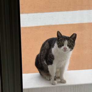 알로항머니 팝니다