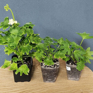 스텔라제라늄 3종