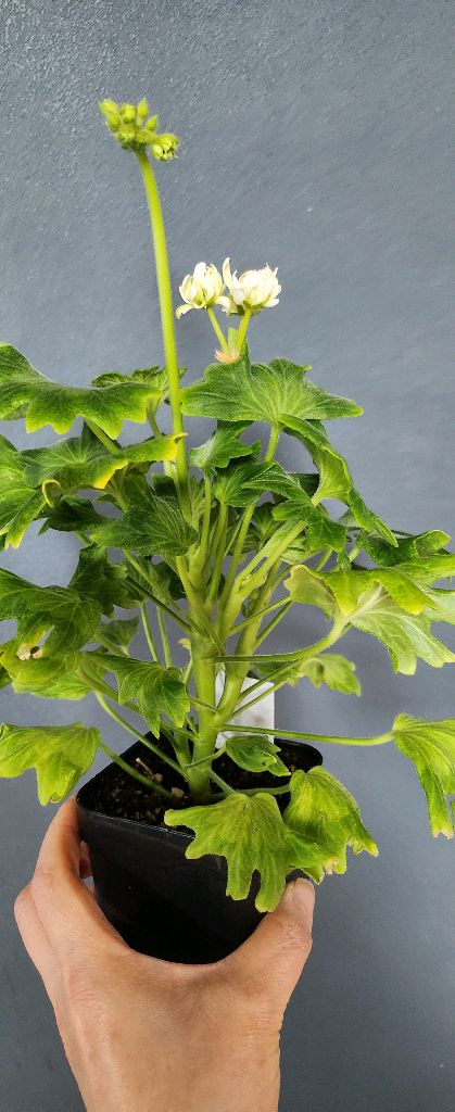 스텔라제라늄 3종--1