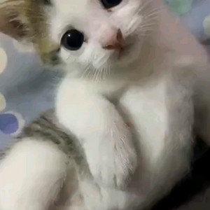 cgv 아트하우스 영화 예매