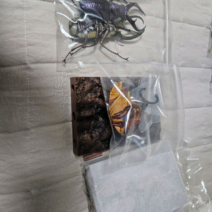 생물대도감 사슴벌레10탄 개봉품 이미지