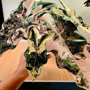 SS급 알로카시아 푸세이도 산데리아나 핑크 분양