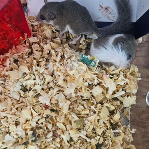 피그미다람쥐 이미지