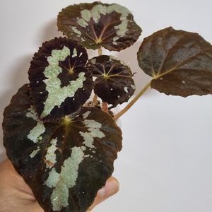 푸른고니))푸제이 베고니아.2촉