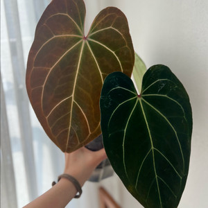 안스리움 베쎄aff * 파필퍼플