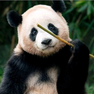 에버랜드 종일권