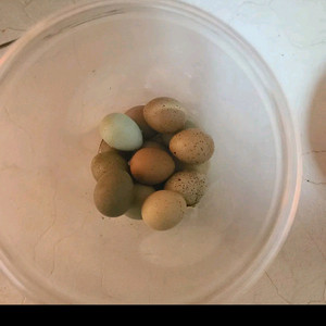 미니메추리 종란 및 성조 한쌍 판매합니다. 이미지