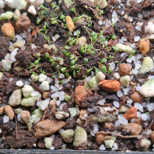 땅귀개 유니플로라