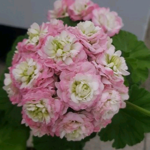 제라늄 에이프릴스노우