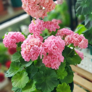 제라늄 빛푸쉬케