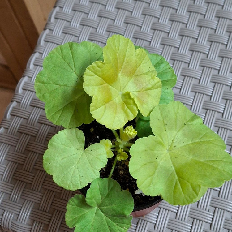 제라늄 빛푸쉬케--2