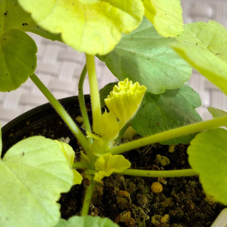 제라늄 빛푸쉬케--3