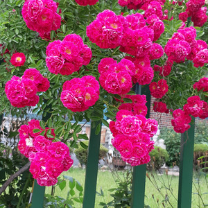 매직올고주파기