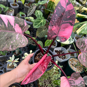 필로덴드론 핑크프린세스 갤럭시마블(신엽사진추가)(안스x 알로x)