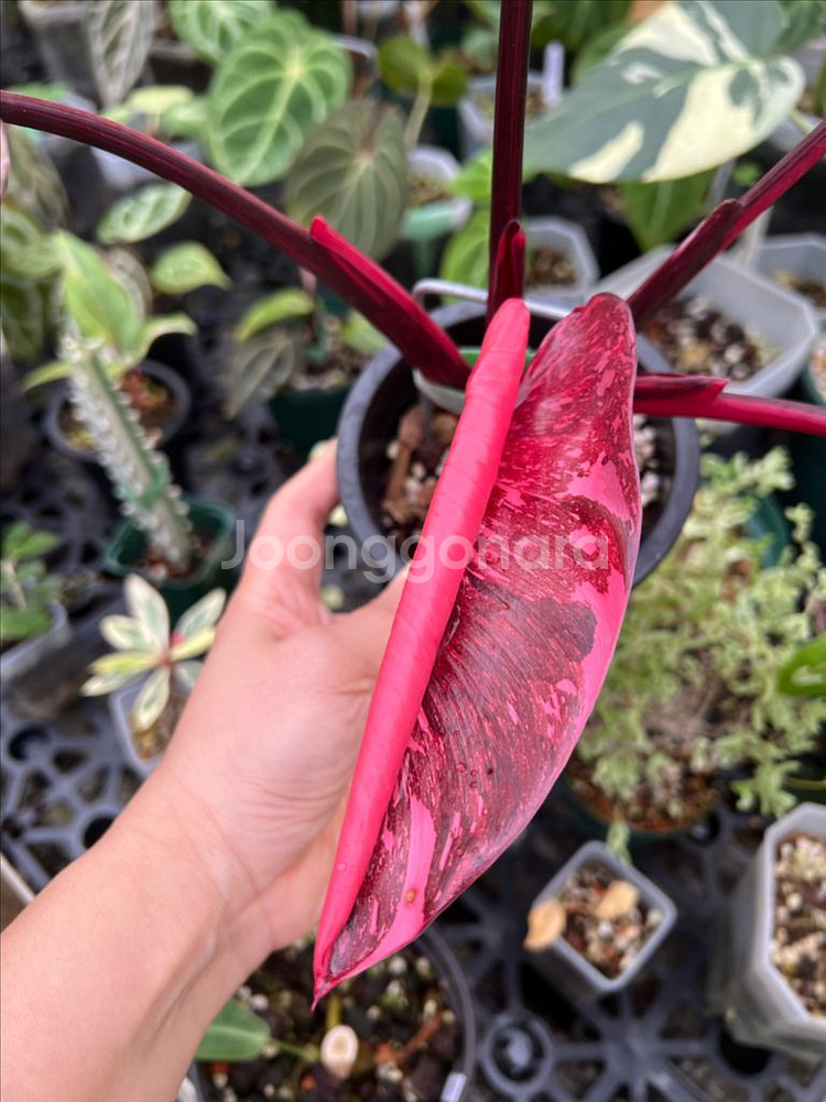 필로덴드론 핑크프린세스 갤럭시마블(신엽사진추가)(안스x 알로x)--1