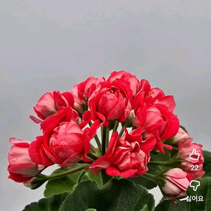 타러브스토리 러시아제라늄 대품