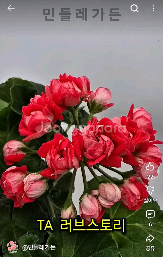 타러브스토리 러시아제라늄 대품--1