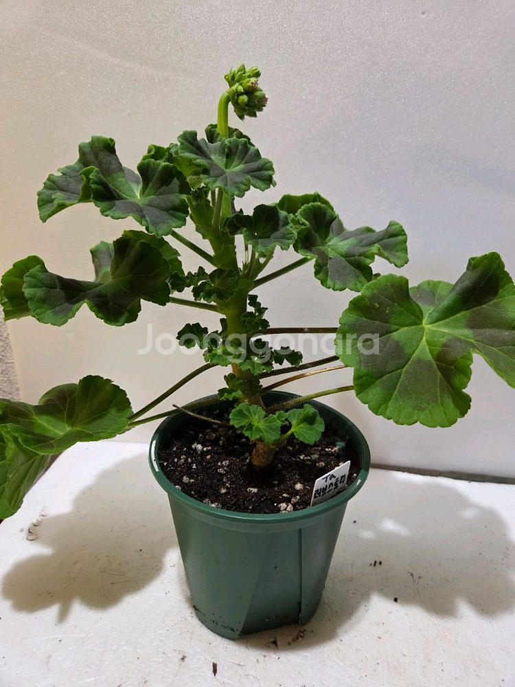 타러브스토리 러시아제라늄 대품--2