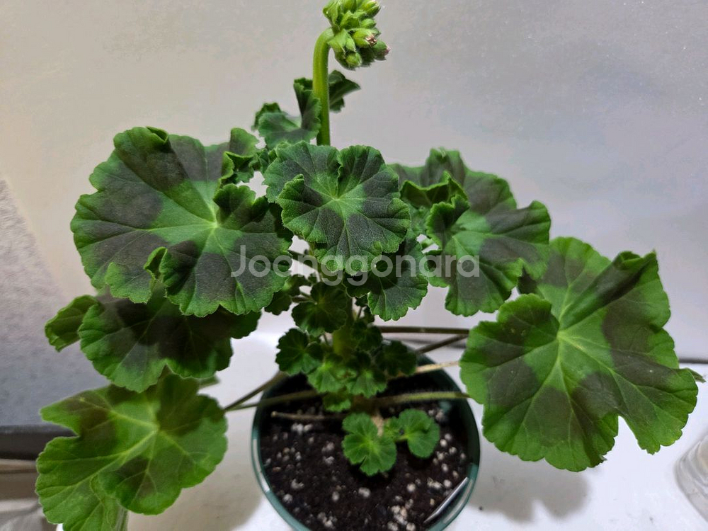 타러브스토리 러시아제라늄 대품--3