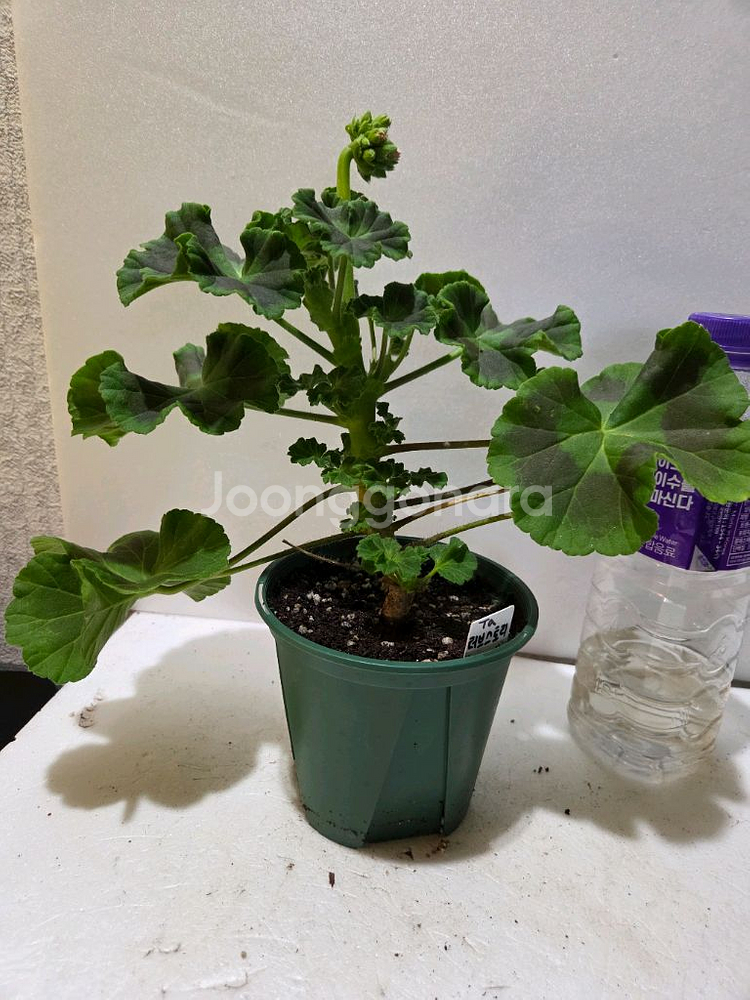 타러브스토리 러시아제라늄 대품--4