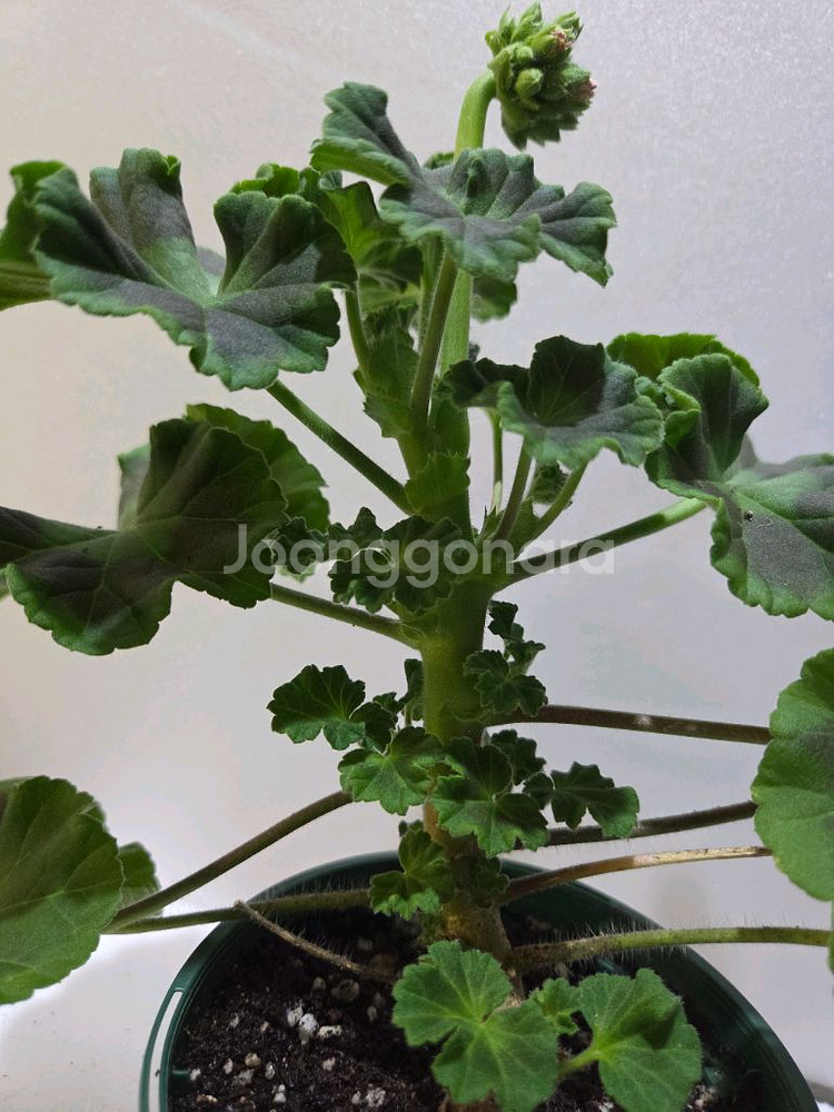 타러브스토리 러시아제라늄 대품--5