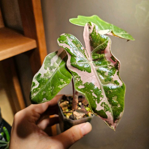 알로카시아 푸세이도 산데리아나 핑크바리에가타 분양합니다