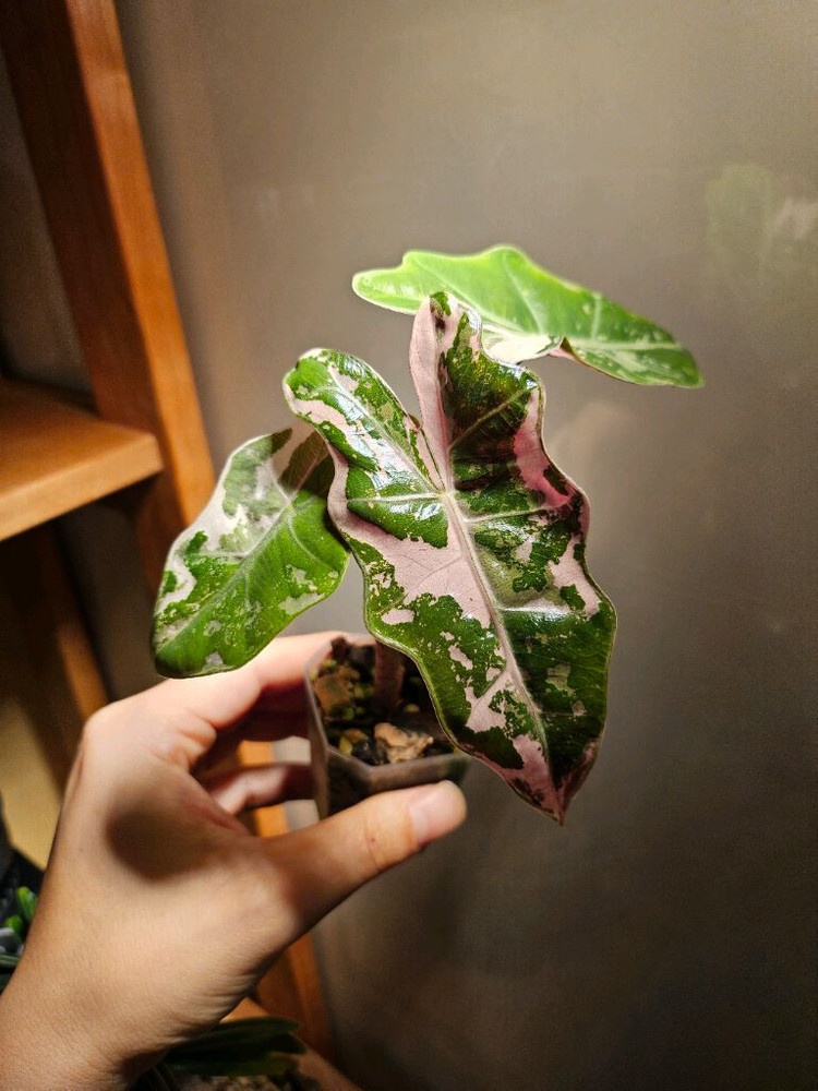 알로카시아 푸세이도 산데리아나 핑크바리에가타 분양합니다--1