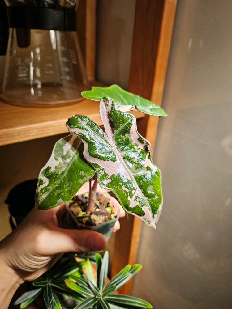 알로카시아 푸세이도 산데리아나 핑크바리에가타 분양합니다--2