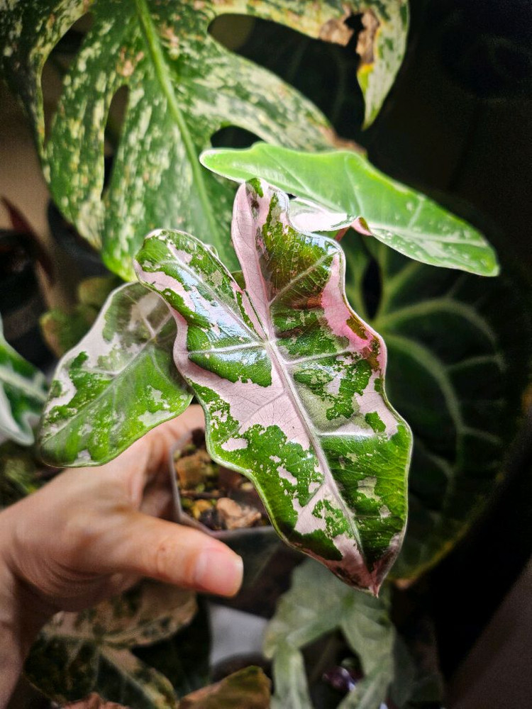 알로카시아 푸세이도 산데리아나 핑크바리에가타 분양합니다--3