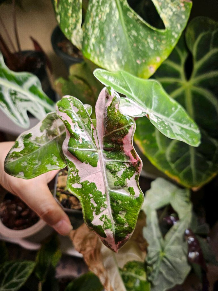 알로카시아 푸세이도 산데리아나 핑크바리에가타 분양합니다--4