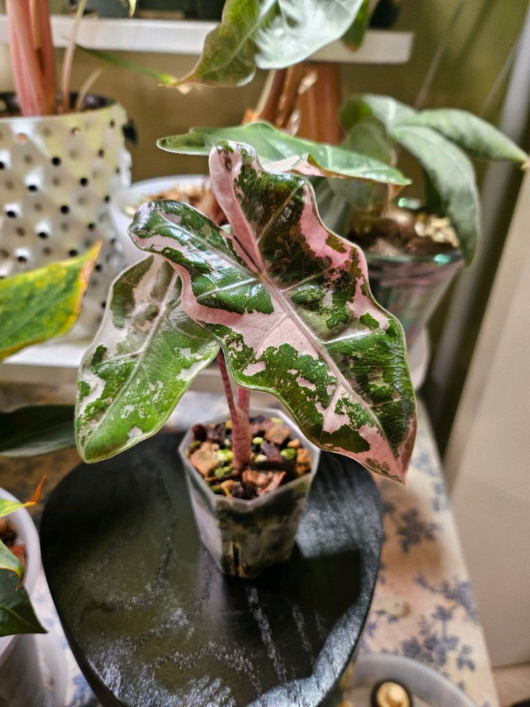 알로카시아 푸세이도 산데리아나 핑크바리에가타 분양합니다--5