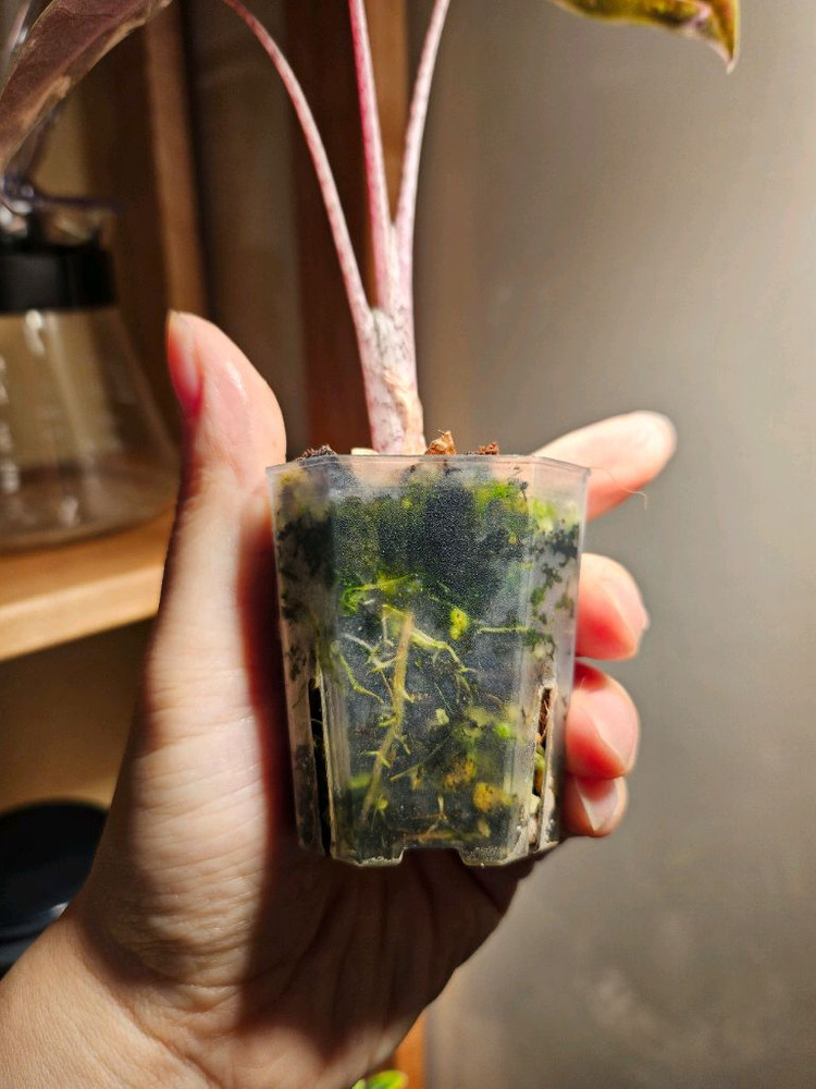 알로카시아 푸세이도 산데리아나 핑크바리에가타 분양합니다--6