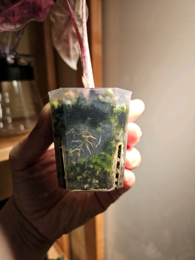 알로카시아 푸세이도 산데리아나 핑크바리에가타 분양합니다--7