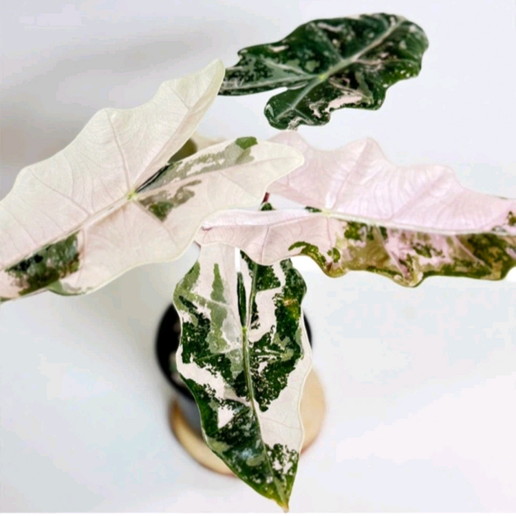 알로카시아 푸세이도 산데리아나 핑크바리에가타 분양합니다--8