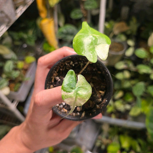 알로카시아 스팅레이 알보 바리에가타