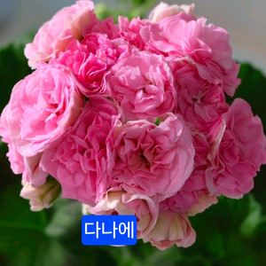 UV다나에(다나야)러시아제라늄