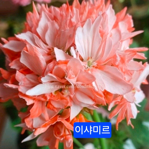 이샤미르 스텔라제라늄