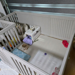 택미홈 강아지 울타리 팝니다