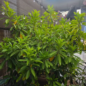 공기정화식물 초대품 워터벤자민나무