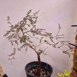 실생 파키푸스 분재스타일