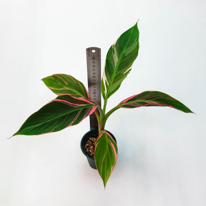 핑크무늬 바나나 3종류