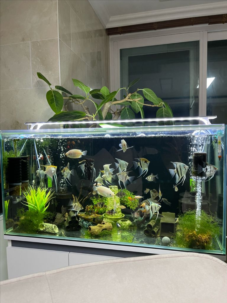 (경기 북부) 상아쿠아 SM 3자 광폭 수조 90x45x45 8T 축양장 어항 받침대 뚜껑 세트 A급 판매--1