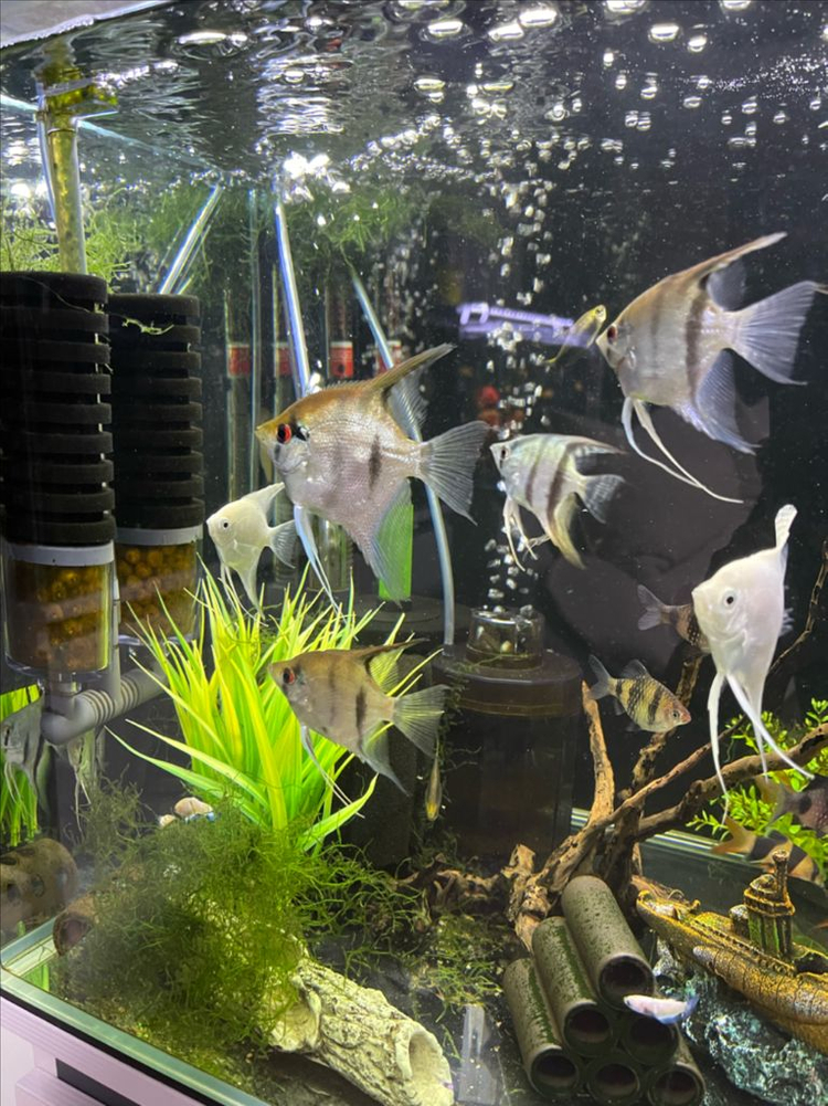 (경기 북부) 상아쿠아 SM 3자 광폭 수조 90x45x45 8T 축양장 어항 받침대 뚜껑 세트 A급 판매--2